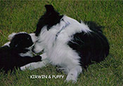 Kirwin and pup